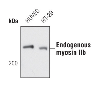 MYH10 Antibody in Western Blot (WB)