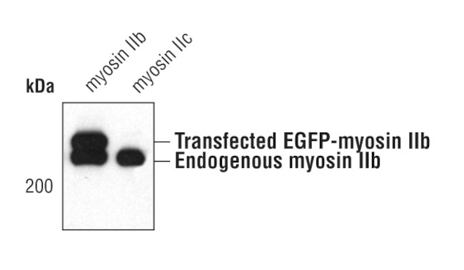 MYH10 Antibody in Western Blot (WB)