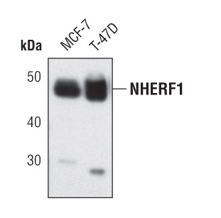 EBP50 Antibody in Western Blot (WB)