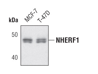 EBP50 Antibody in Western Blot (WB)