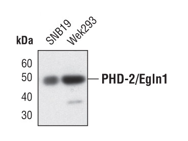 PHD2 Antibody in Western Blot (WB)