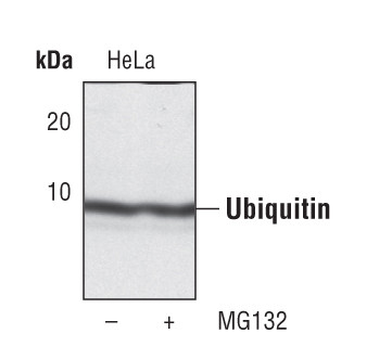 Ubiquitin Antibody in Western Blot (WB)