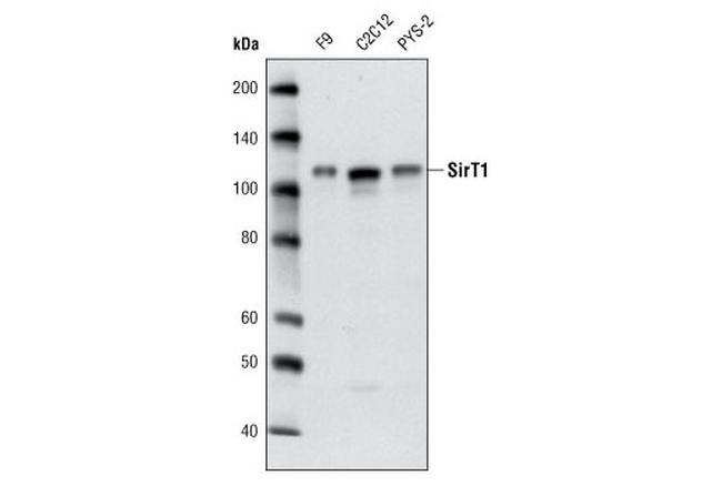 SIRT1 Antibody in Western Blot (WB)