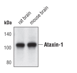 Ataxin 1 Antibody in Western Blot (WB)