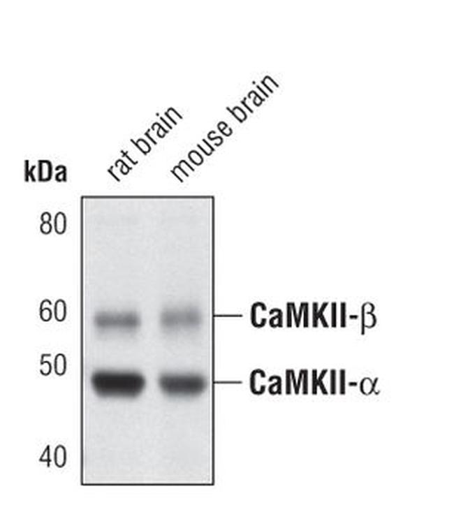 CaMKII alpha Antibody in Western Blot (WB)