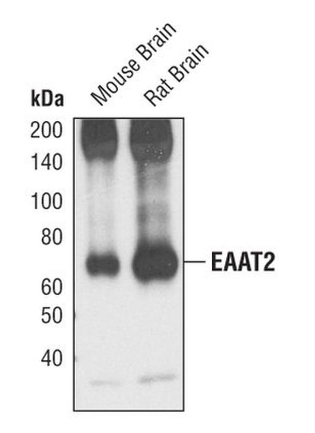 GLT-1 Antibody in Western Blot (WB)