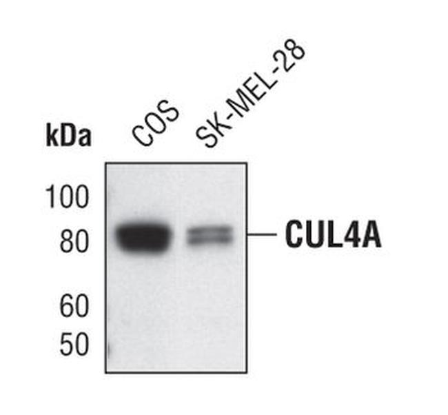 Cullin 4A Antibody in Western Blot (WB)