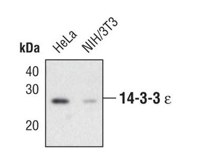 14-3-3 epsilon Antibody in Western Blot (WB)