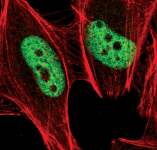 H3K36me3 Antibody in Immunocytochemistry (ICC/IF)