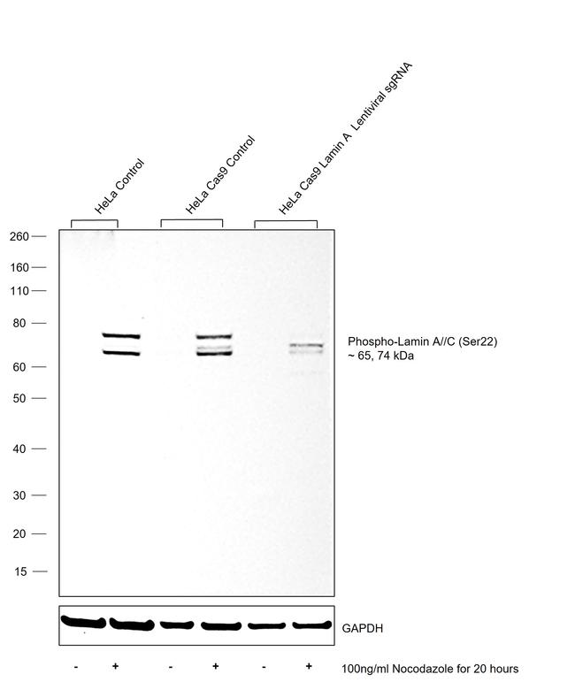 Phospho-Lamin A/C (Ser22) Antibody in Western Blot (WB)