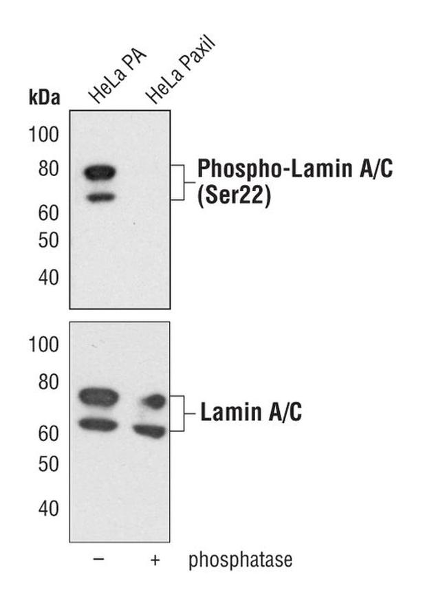 Phospho-Lamin A/C (Ser22) Antibody in Western Blot (WB)