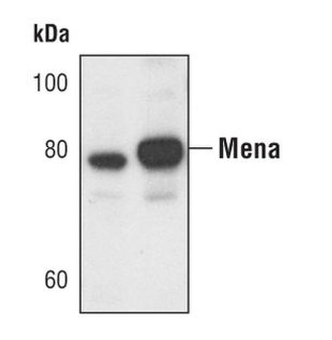 ENAH Antibody in Western Blot (WB)