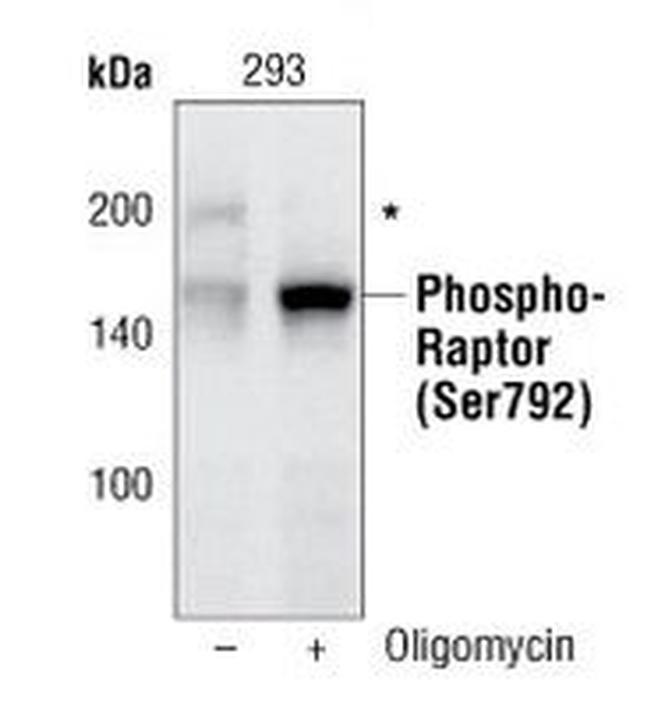 Phospho-Raptor (Ser792) Antibody in Western Blot (WB)