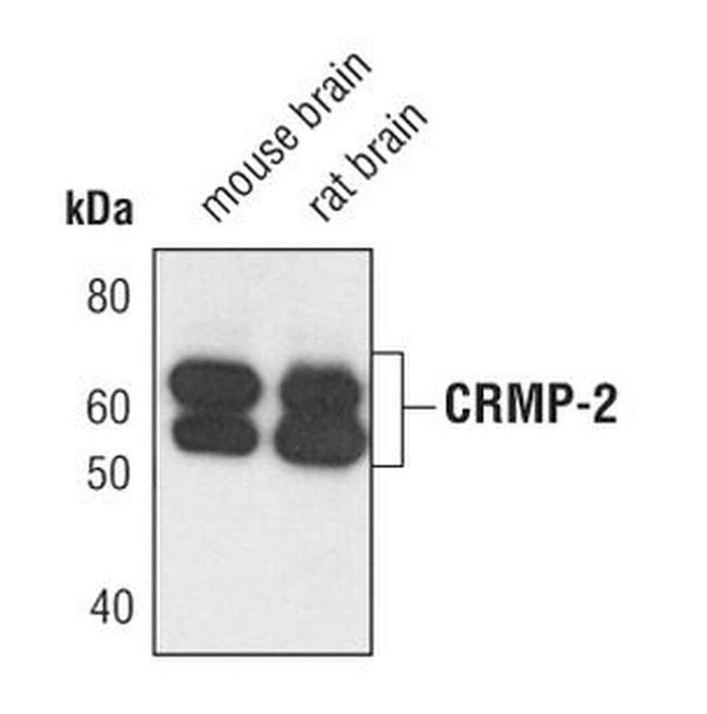 CRMP2 Antibody in Western Blot (WB)