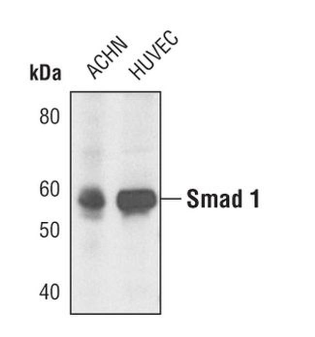 SMAD1 Antibody in Western Blot (WB)