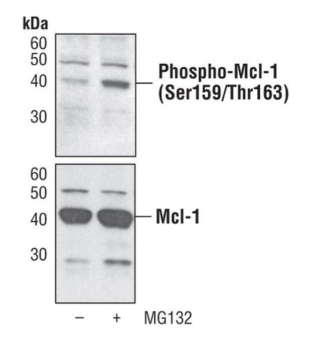 Phospho-MCL1 (Ser159, Thr163) Antibody in Western Blot (WB)