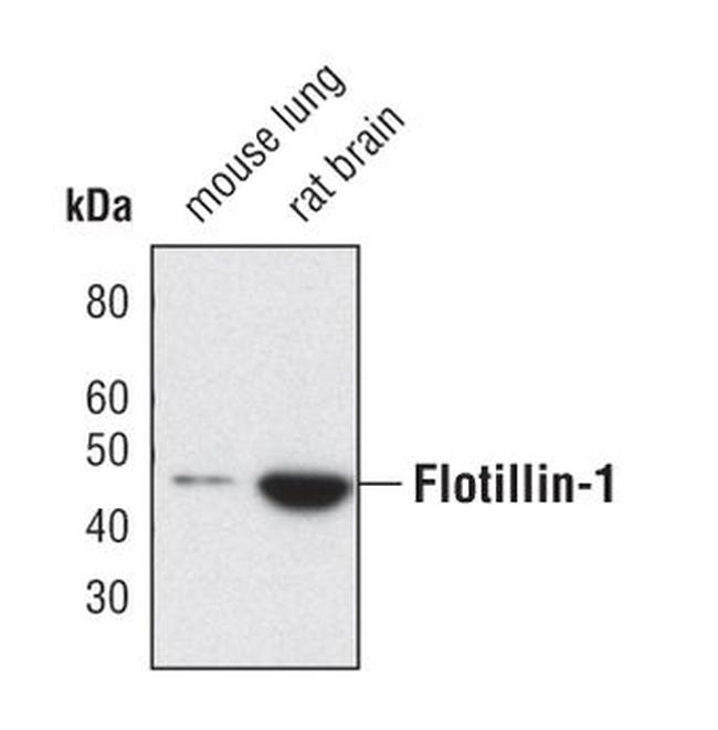 Flotillin 1 Antibody in Western Blot (WB)