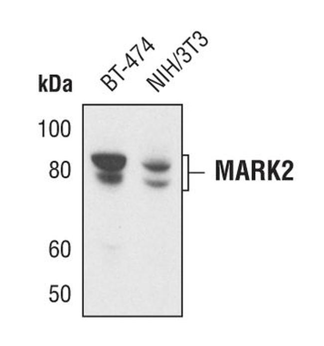 MARK2 Antibody in Western Blot (WB)