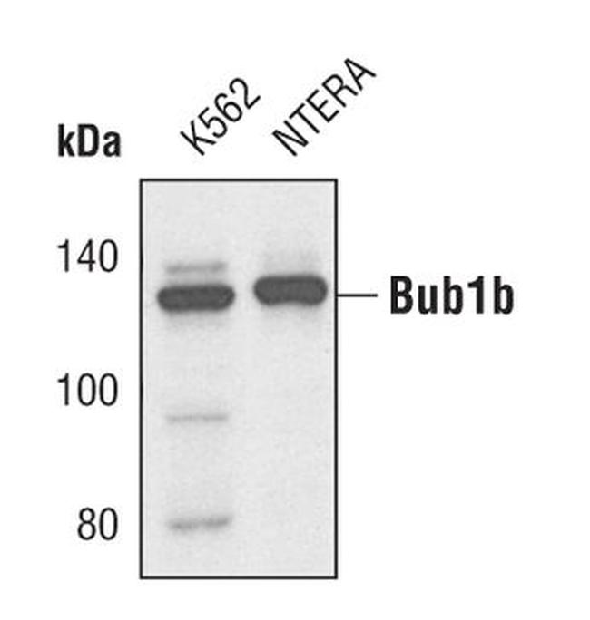 BUBR1 Antibody in Western Blot (WB)