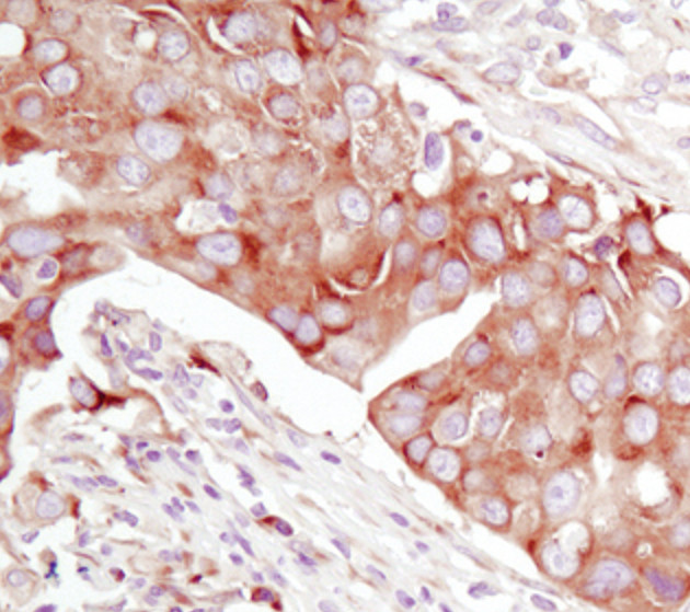 eIF4G Antibody in Immunohistochemistry (Paraffin) (IHC (P))