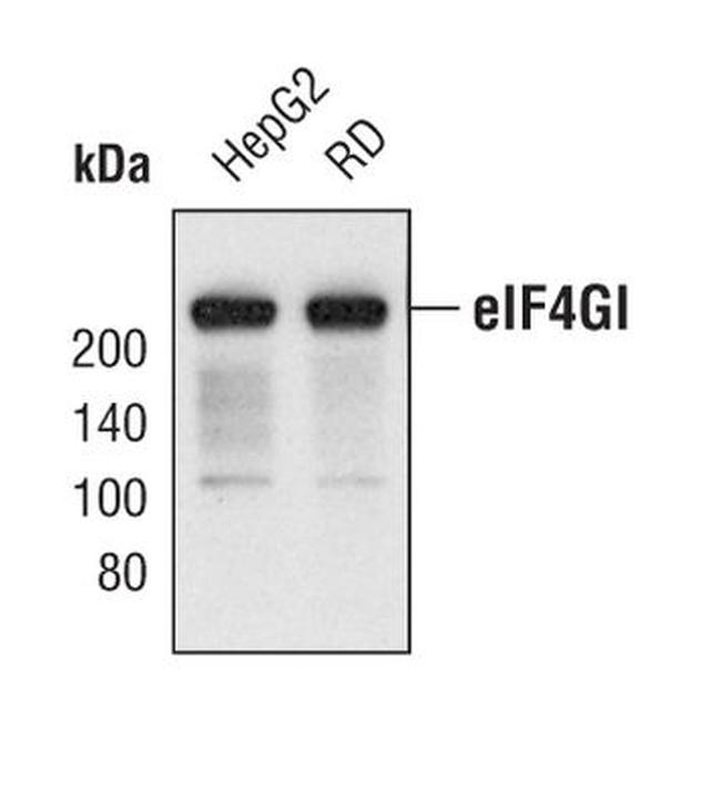 eIF4G Antibody in Western Blot (WB)