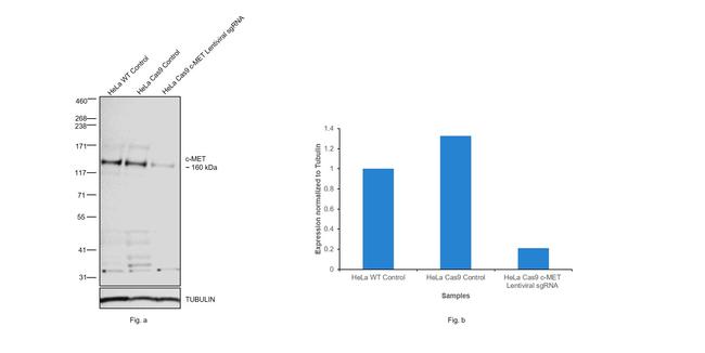 c-Met Antibody in Western Blot (WB)