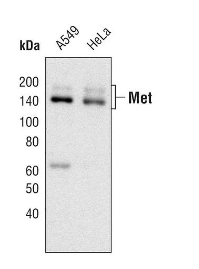 c-Met Antibody in Western Blot (WB)