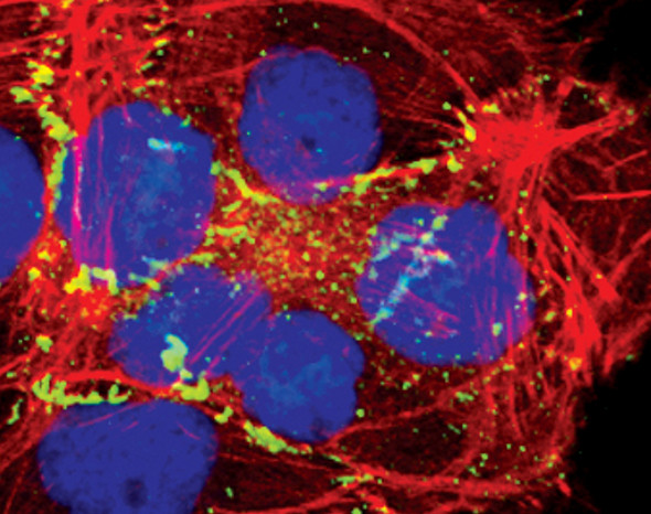 ZO-2 Antibody in Immunocytochemistry (ICC/IF)