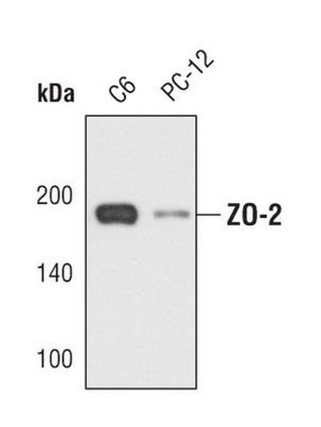 ZO-2 Antibody in Western Blot (WB)