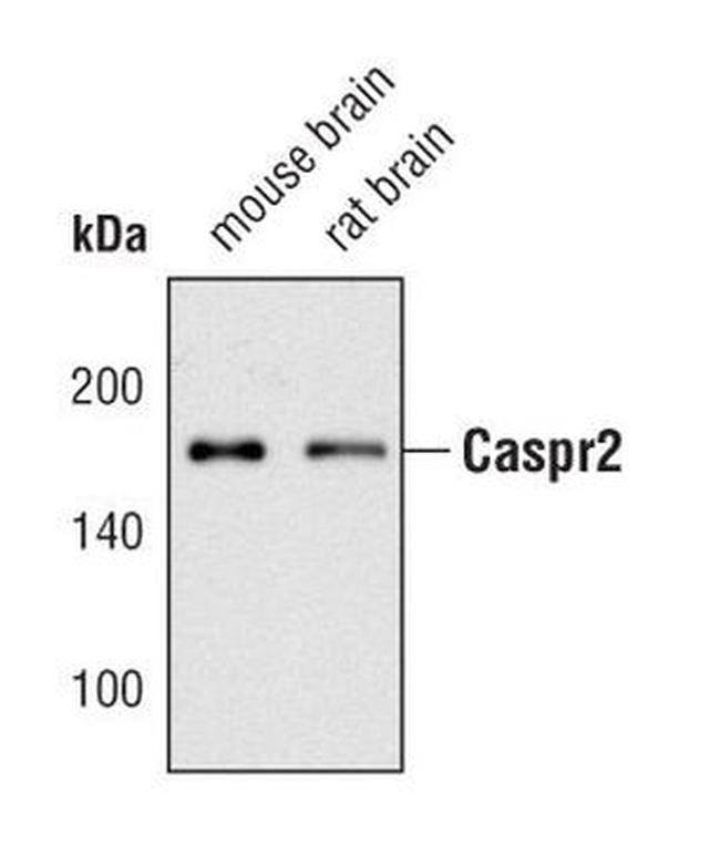 Caspr2 Antibody in Western Blot (WB)