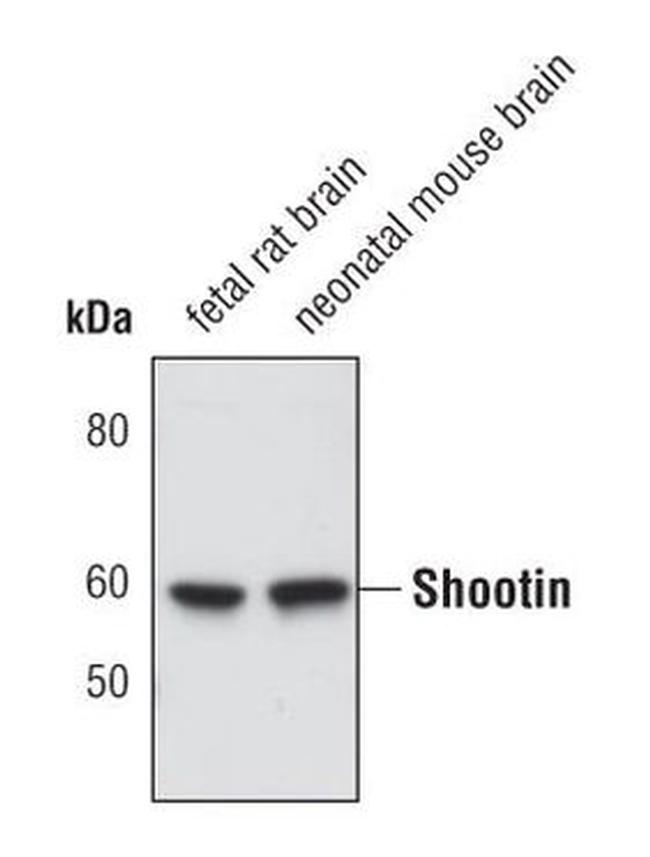 Shootin1 Antibody in Western Blot (WB)