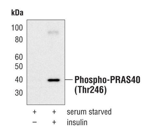 Phospho-PRAS40 (Thr246) Antibody in Western Blot (WB)