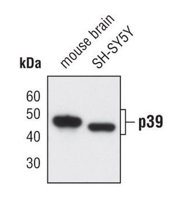 p39 Antibody in Western Blot (WB)