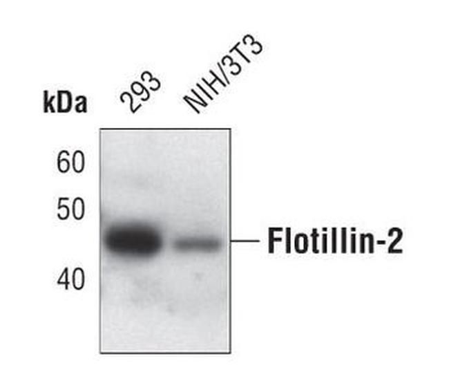 Flotillin 2 Antibody in Western Blot (WB)