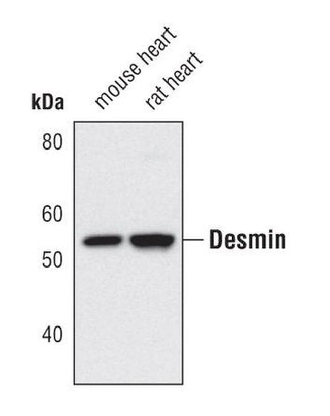 Desmin Antibody in Western Blot (WB)