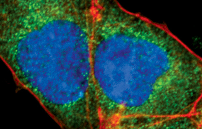 Cripto Antibody in Immunocytochemistry (ICC/IF)