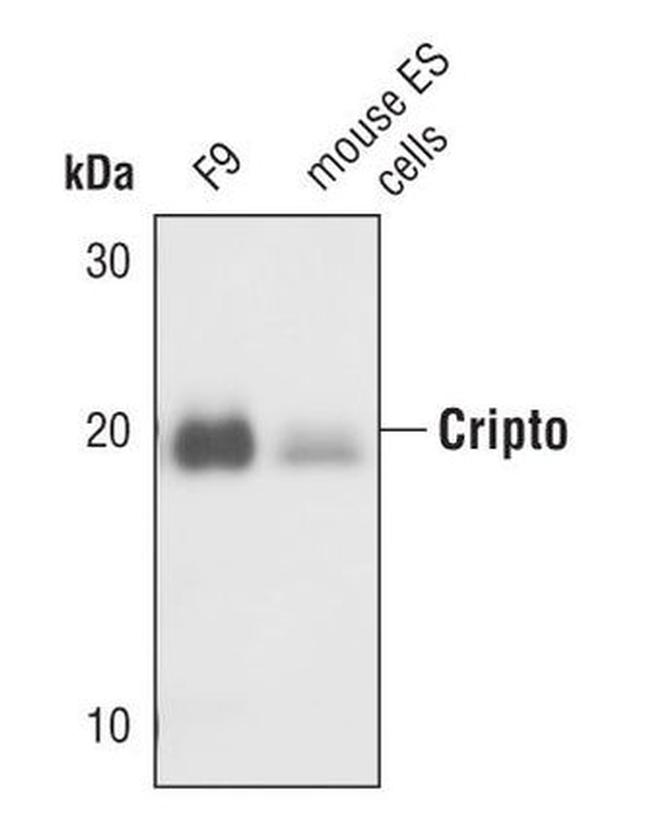 Cripto Antibody in Western Blot (WB)