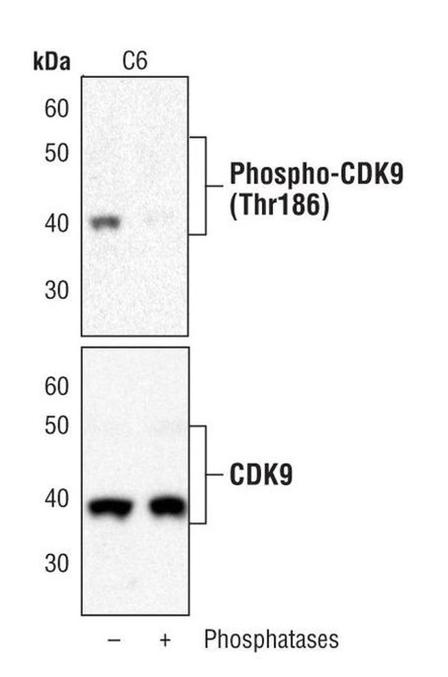 Phospho-CDK9 (Thr186) Antibody in Western Blot (WB)