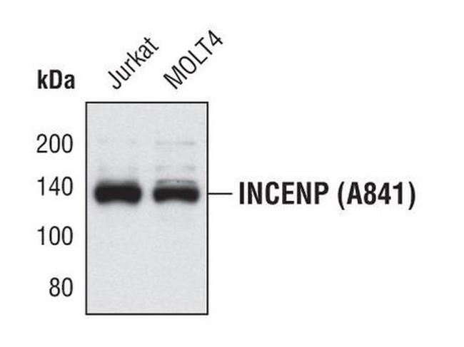 INCENP Antibody in Western Blot (WB)