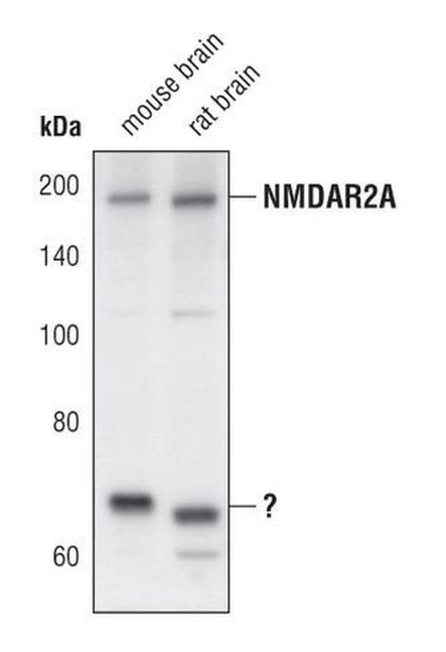 NMDAR2A Antibody in Western Blot (WB)