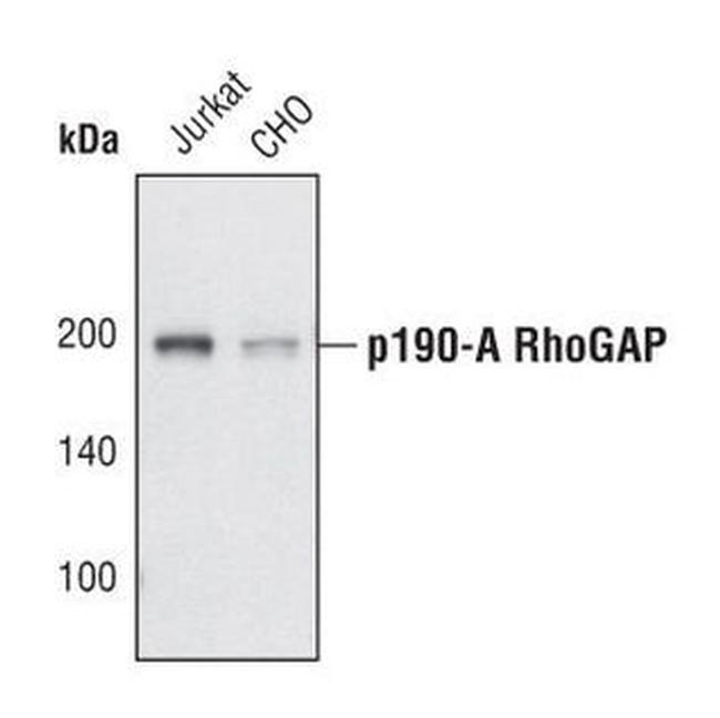 GRF-1 Antibody in Western Blot (WB)