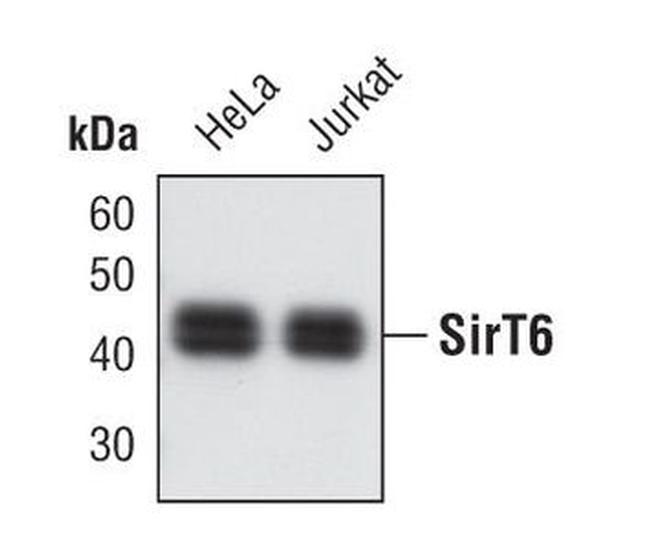 SIRT6 Antibody in Western Blot (WB)