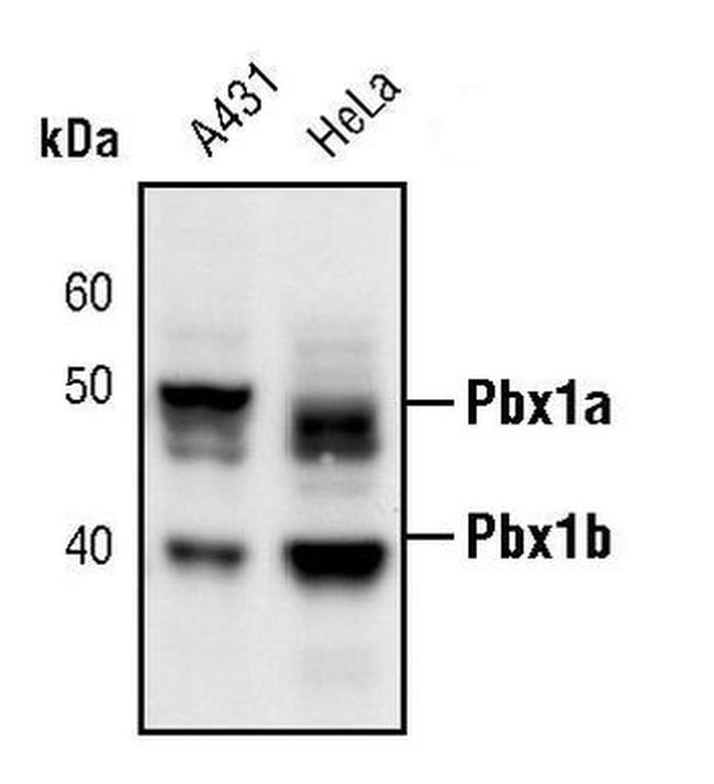 PBX1 Antibody in Western Blot (WB)