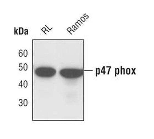 p47phox Antibody in Western Blot (WB)