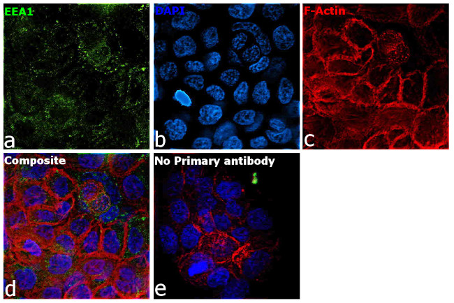 EEA1 Antibody in Immunocytochemistry (ICC/IF)