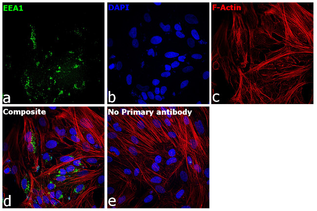 EEA1 Antibody in Immunocytochemistry (ICC/IF)