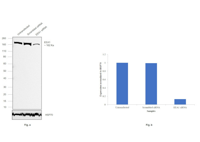 EEA1 Antibody