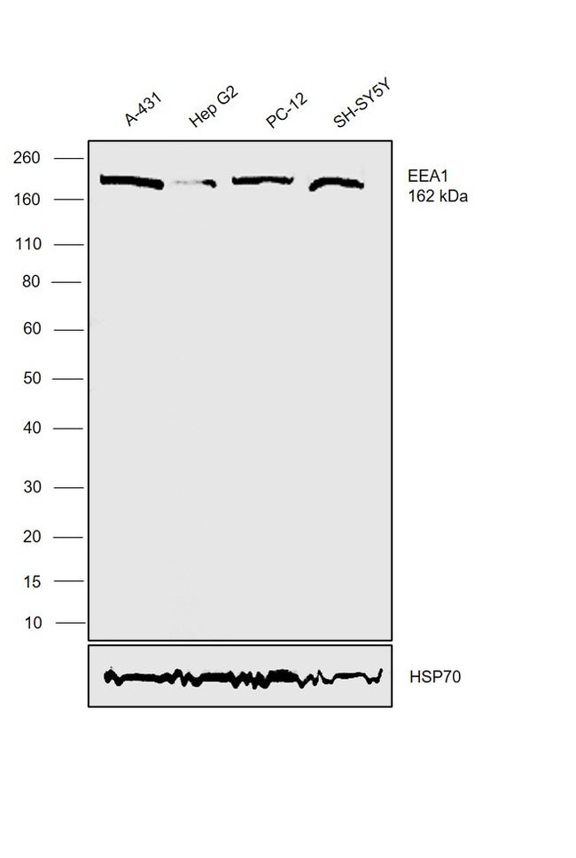 EEA1 Antibody in Western Blot (WB)