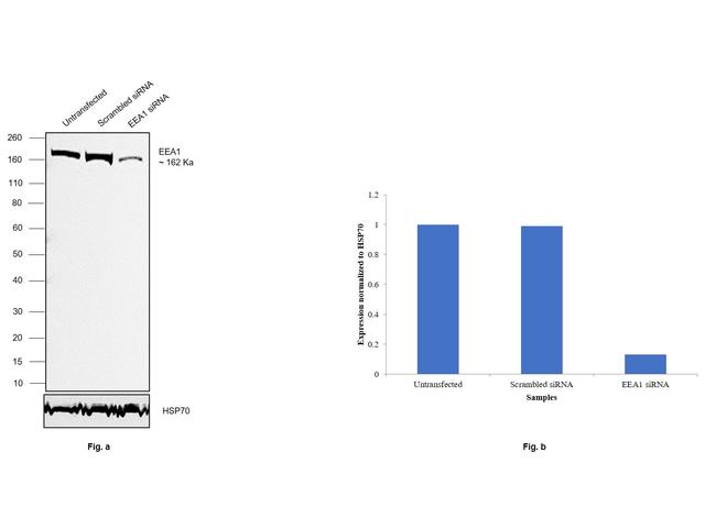 EEA1 Antibody in Western Blot (WB)