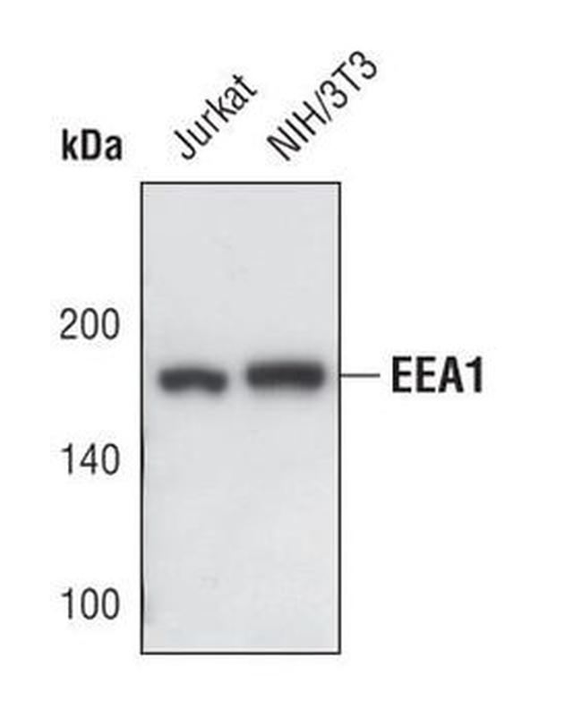 EEA1 Antibody in Western Blot (WB)